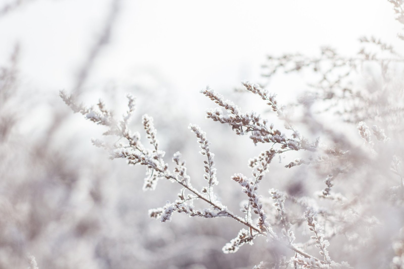 Causes of Cold Wave