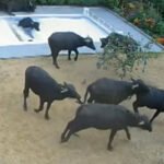 Buffaloes Take A Morning Dip