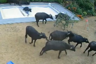 Buffaloes Take A Morning Dip