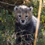 2 More Cheetah Cubs Die In Madhya Pradesh