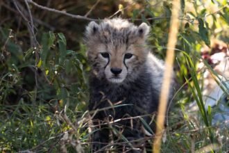 2 More Cheetah Cubs Die In Madhya Pradesh