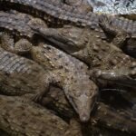 Cambodian Man Killed By 40 Crocodiles