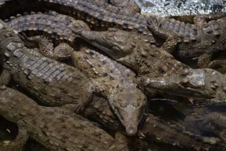 Cambodian Man Killed By 40 Crocodiles