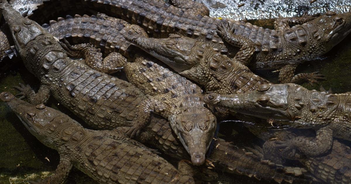 Cambodian Man Killed By 40 Crocodiles