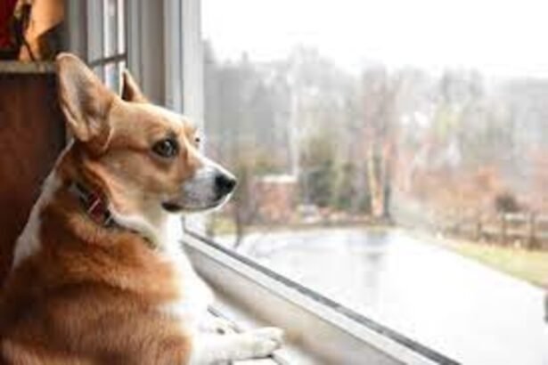 Easing Separation Anxiety in Pets: Practical Tips for a Happier Home