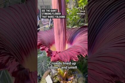 Corpse Flower