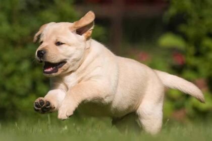 Labrador retriever