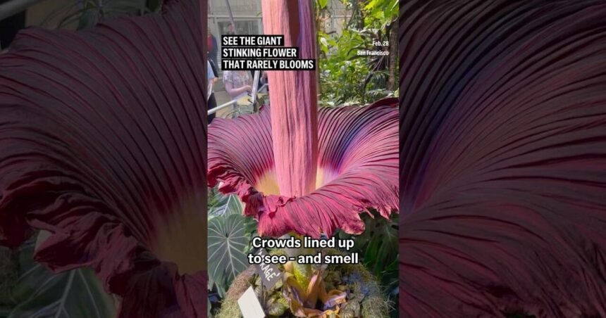 Corpse Flower